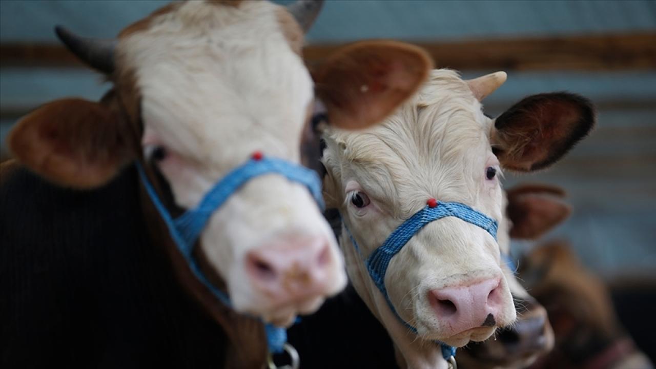Editör: Raşit YILDIRIM | Samsun'da şap karantinası başlatıldı