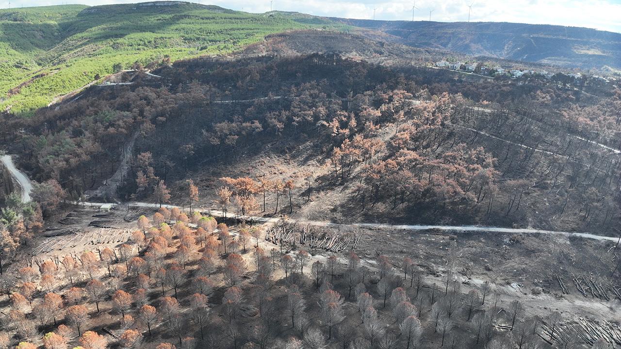 Editör: Selin SEVEN | Çanakkale ormanları yeniden yeşillenecek