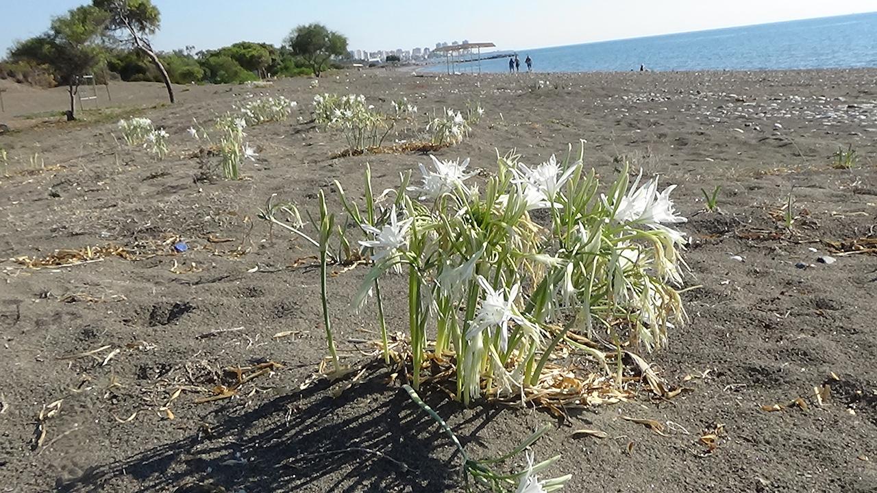 Editör: Raşit YILDIRIM | Koruma altındaki kum zambaklarını koparana 2,8 milyon liraya kadar ceza