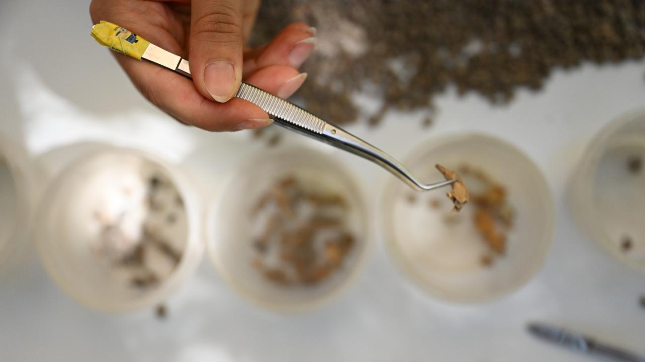 Editör: Selin SEVEN | Kahramanmaraş'ta yaklaşık 13 bin yıllık delici el aleti ve boncuklar bulundu