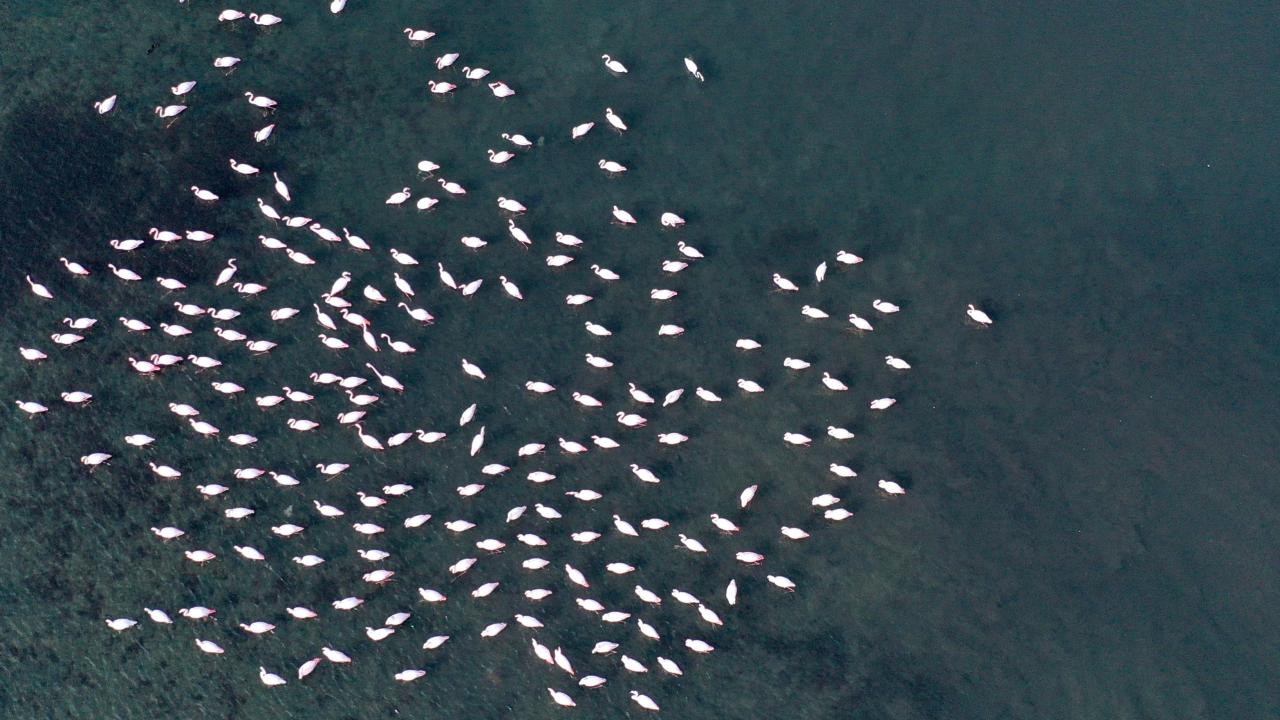 Editör: Raşit YILDIRIM | İzmit Körfezi'ndeki dip çamuru temizliği biyoçeşitliliği artırdı