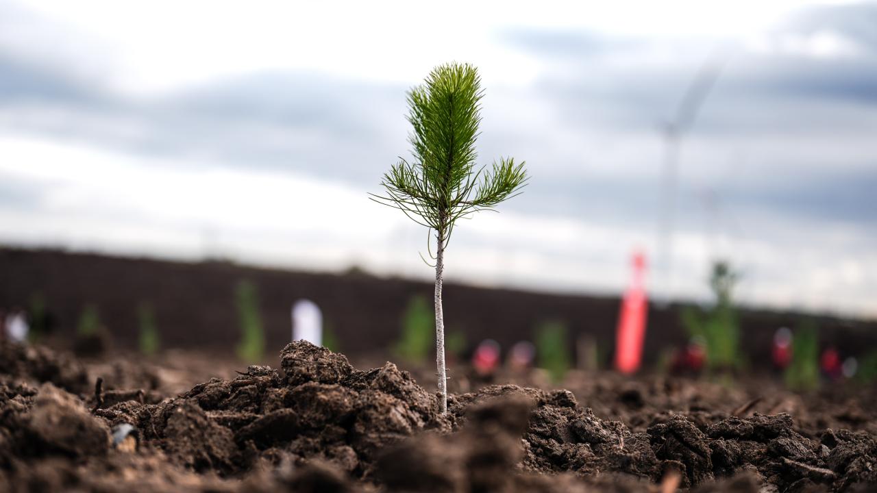 Türkiye'de bu yıl 600 milyon fidan toprakla buluşturulacak